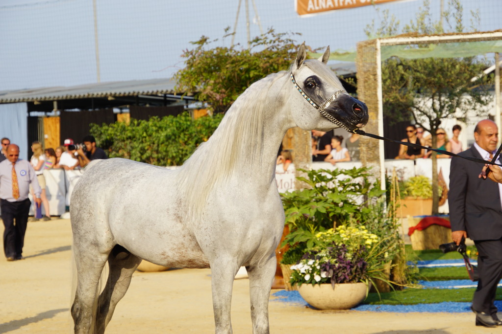 Menton Arabian Horse Championship 2014