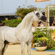 Menton Arabian Horse Championship 2014