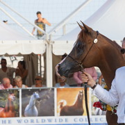 Menton Arabian Horse Championship 2014