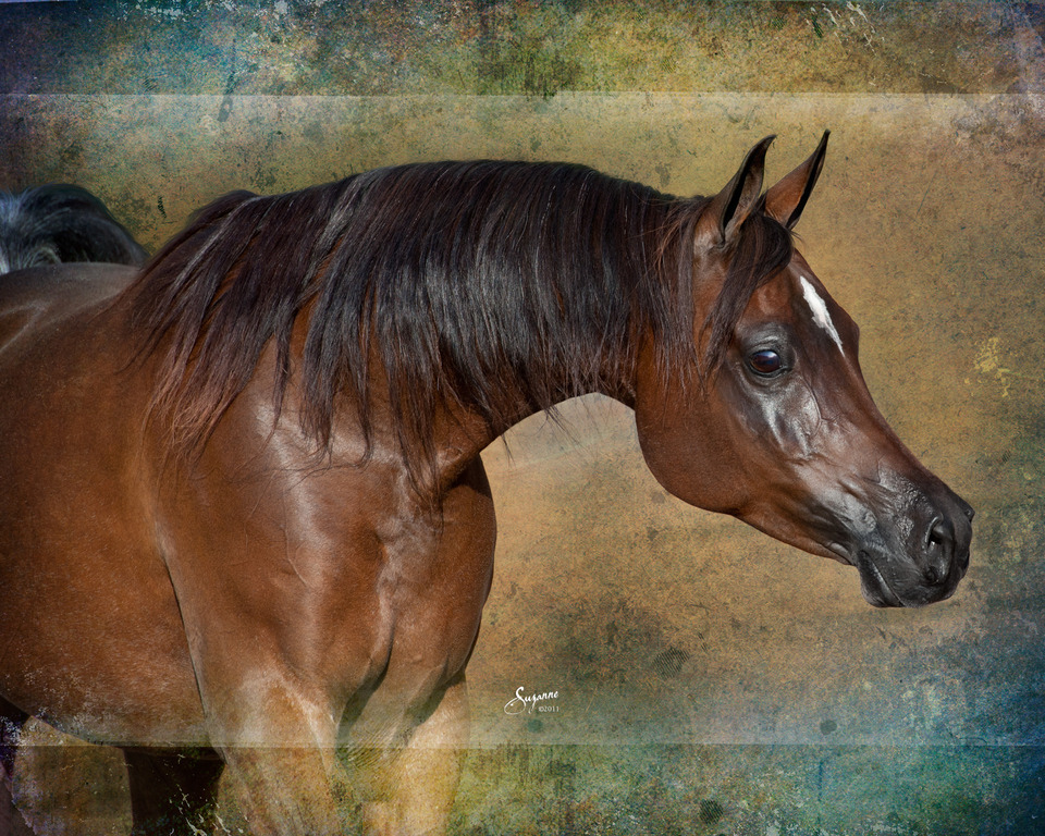 Misty Valley Arabians