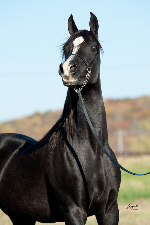 Misty Valley Arabians