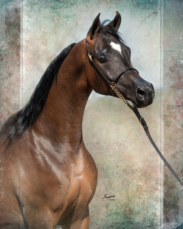 Misty Valley Arabians