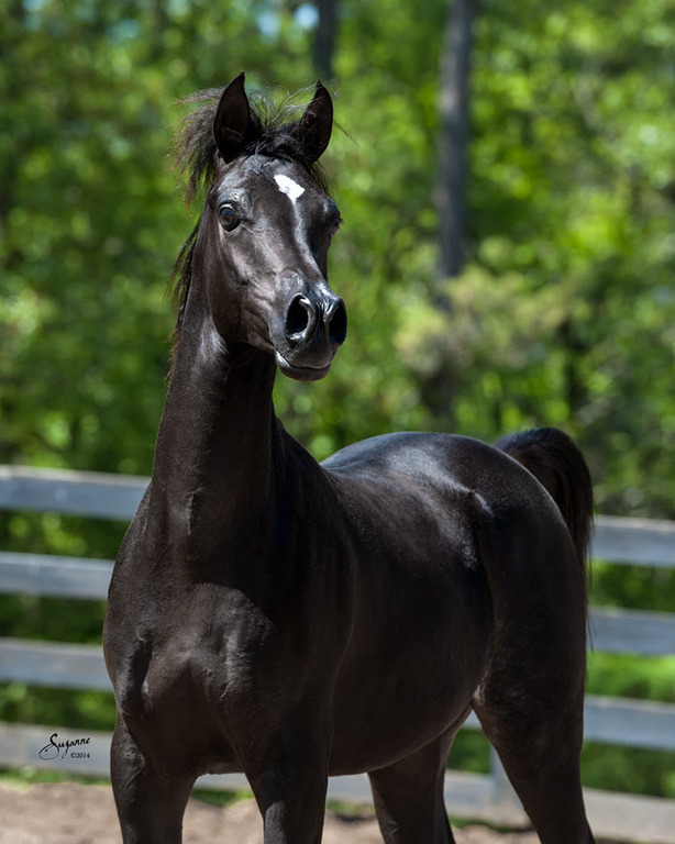 Misty Valley Arabians
