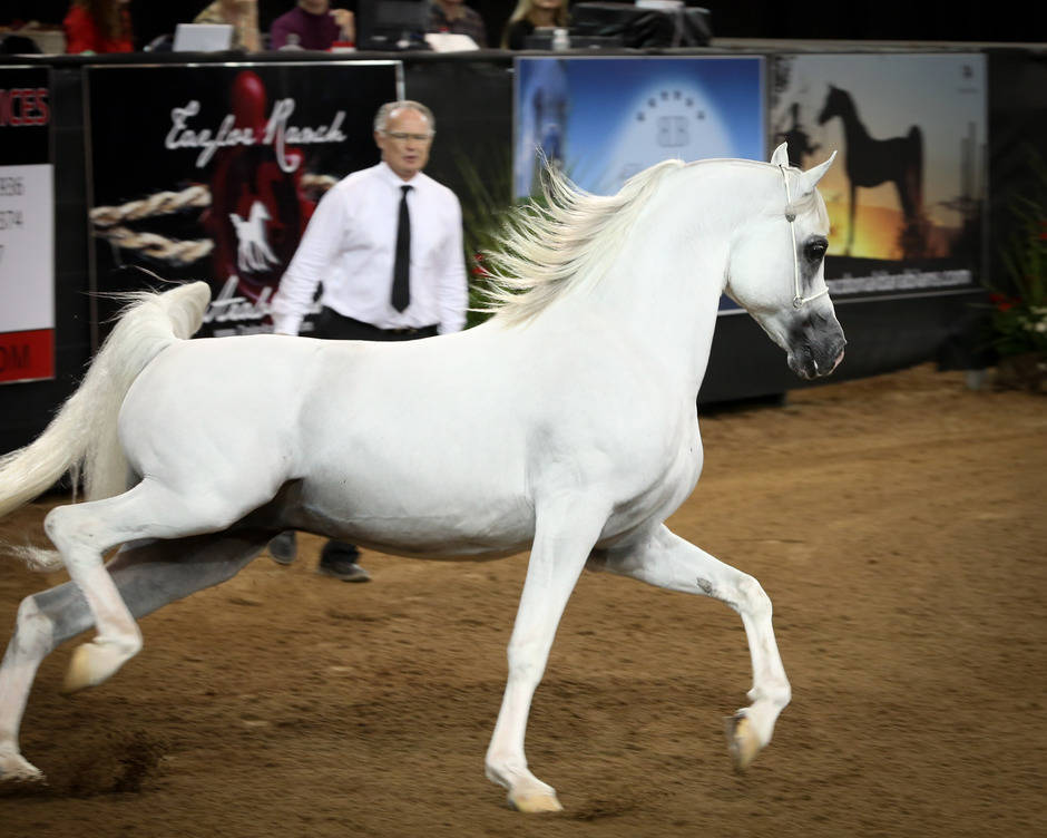 Arabian National Breeder Finals