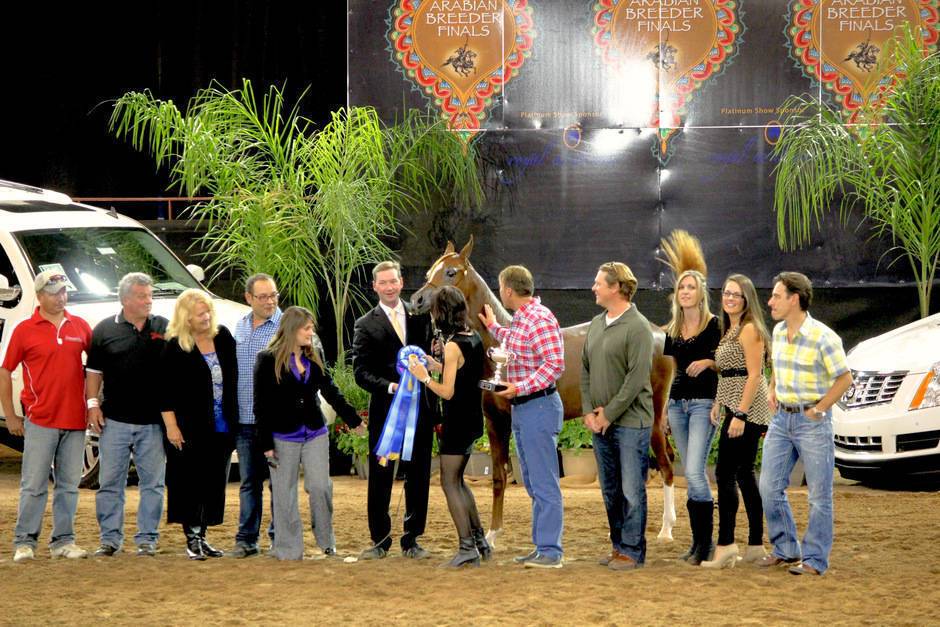 Arabian National Breeder Finals