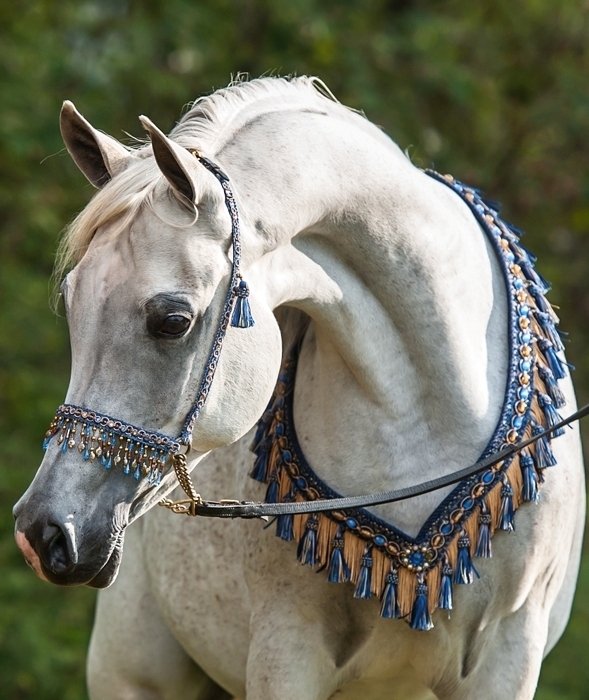 Amethyst Acres Equine Center