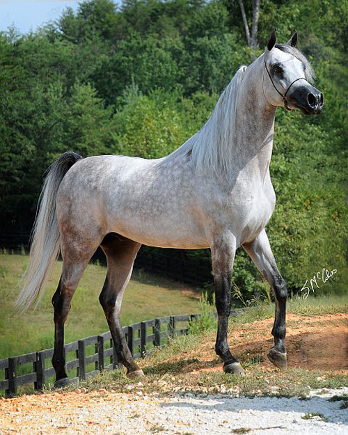 Avila Arabians