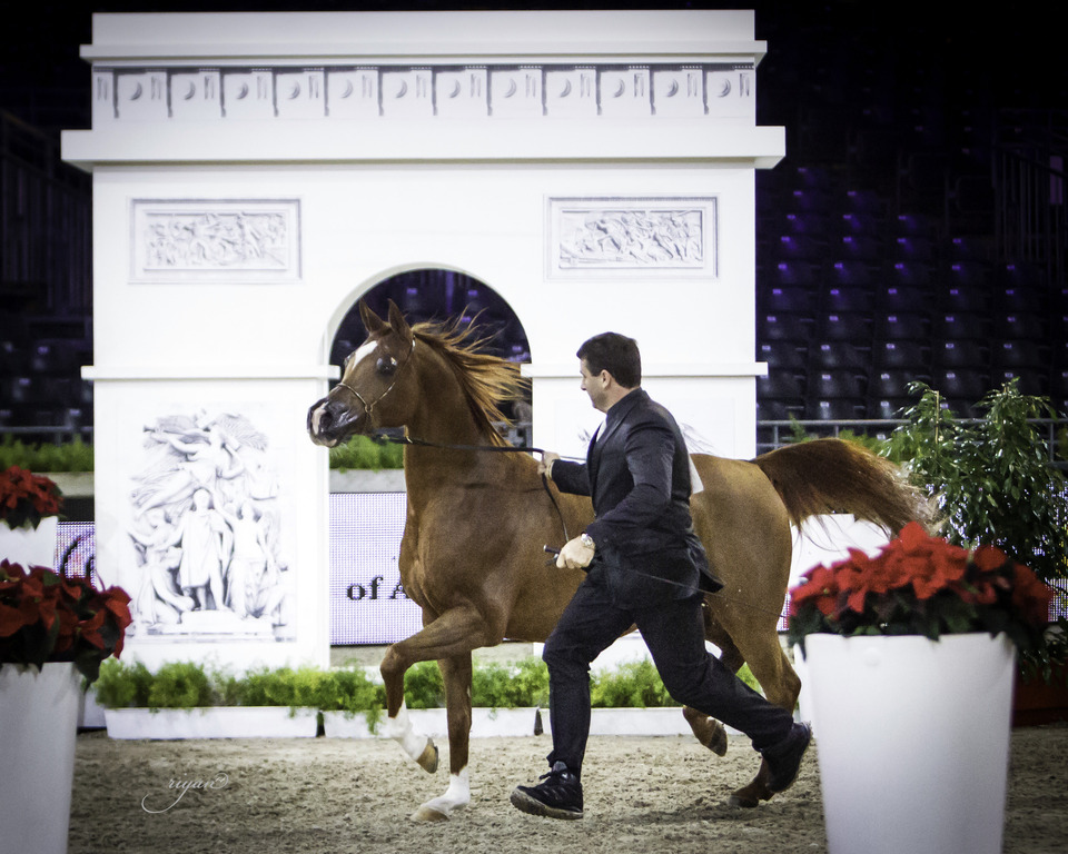2014 Salon du Cheval de Paris World Arabian Horse Championship
