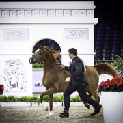 2014 Salon du Cheval de Paris World Arabian Horse Championship