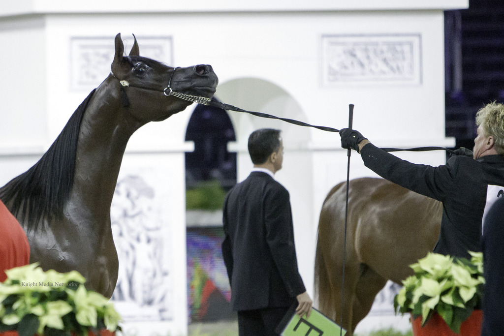 2014 Salon du Cheval de Paris World Arabian Horse Championship
