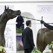 2014 Salon du Cheval de Paris World Arabian Horse Championship