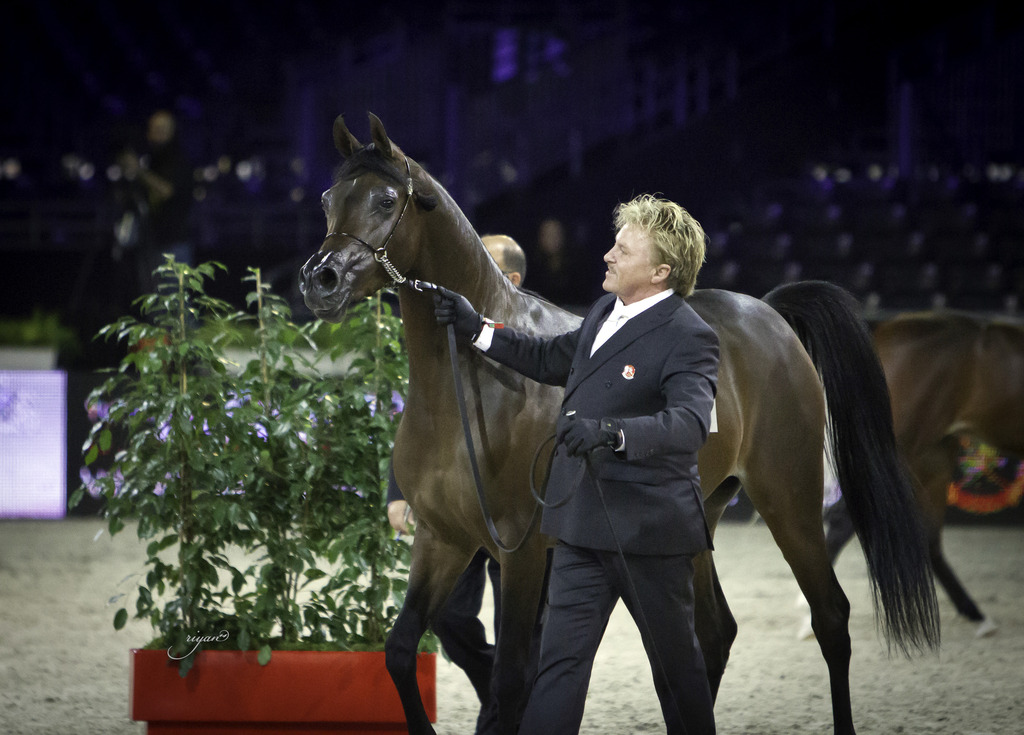 2014 Salon du Cheval de Paris World Arabian Horse Championship
