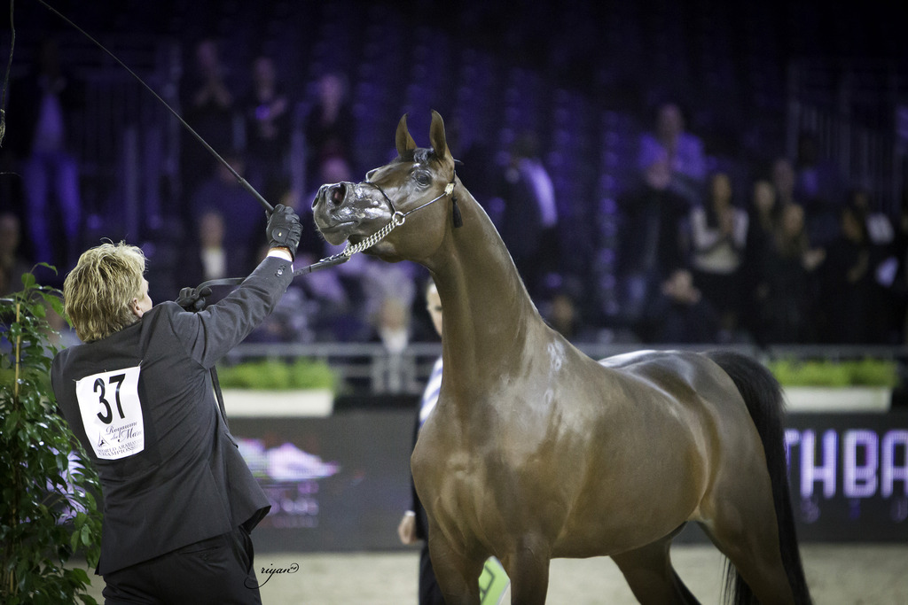 2014 Salon du Cheval de Paris World Arabian Horse Championship