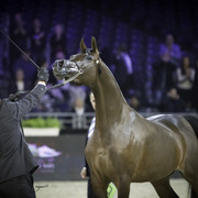 2014 Salon du Cheval de Paris World Arabian Horse Championship