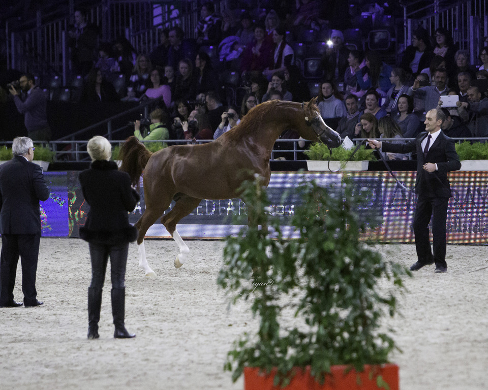 2014 Salon du Cheval de Paris World Arabian Horse Championship
