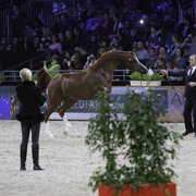 2014 Salon du Cheval de Paris World Arabian Horse Championship