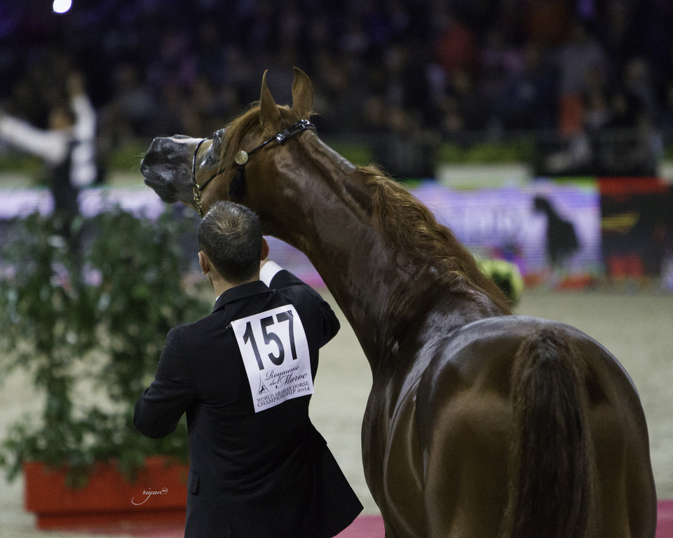2014 Salon du Cheval de Paris World Arabian Horse Championship