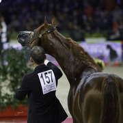 2014 Salon du Cheval de Paris World Arabian Horse Championship