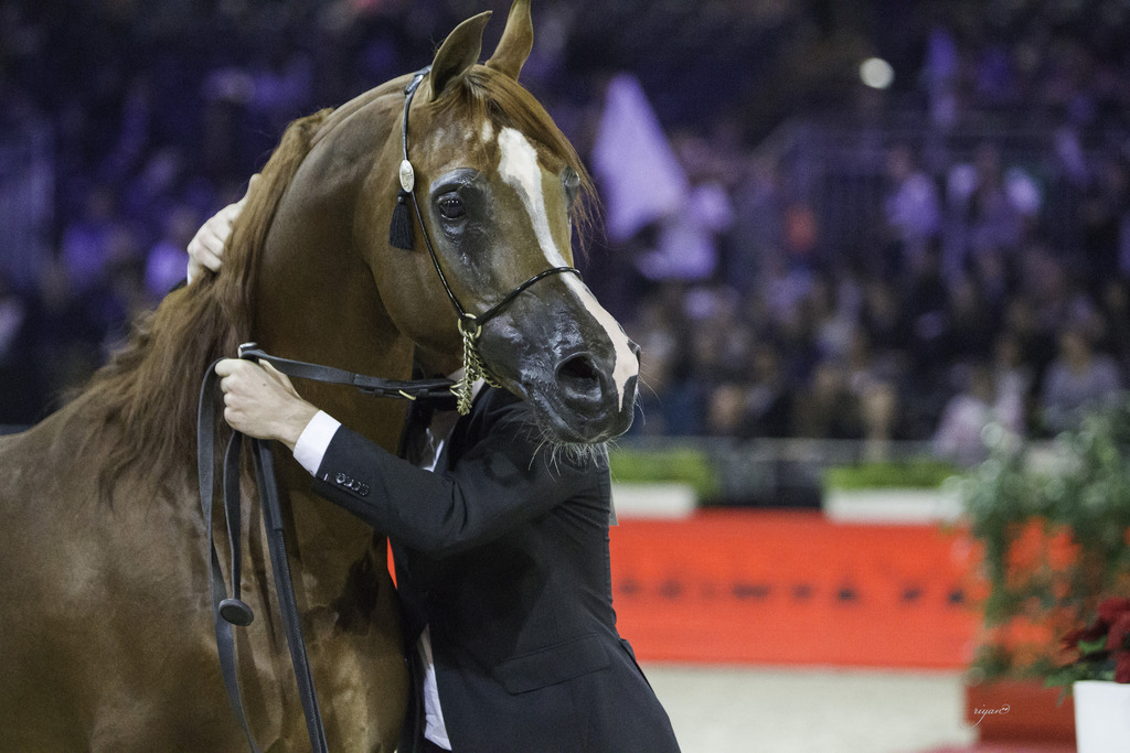 2014 Salon du Cheval de Paris World Arabian Horse Championship