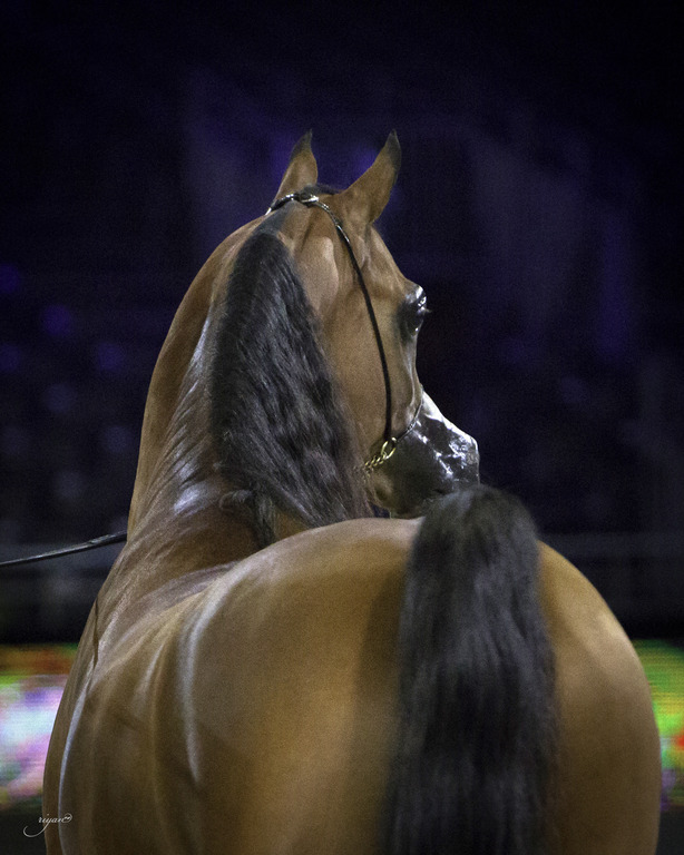 2014 Salon du Cheval de Paris World Arabian Horse Championship