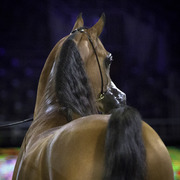 2014 Salon du Cheval de Paris World Arabian Horse Championship