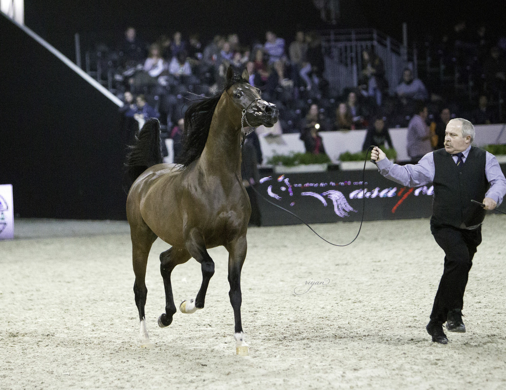 2014 Salon du Cheval de Paris World Arabian Horse Championship