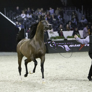 2014 Salon du Cheval de Paris World Arabian Horse Championship