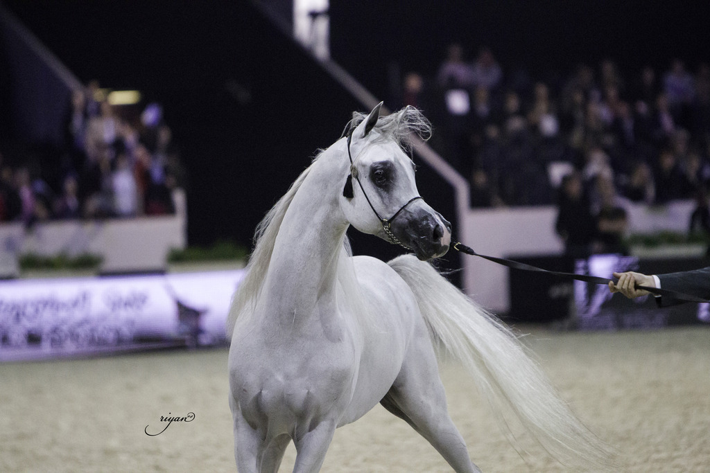 2014 Salon du Cheval de Paris World Arabian Horse Championship