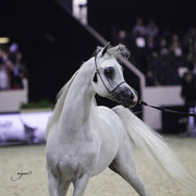 2014 Salon du Cheval de Paris World Arabian Horse Championship