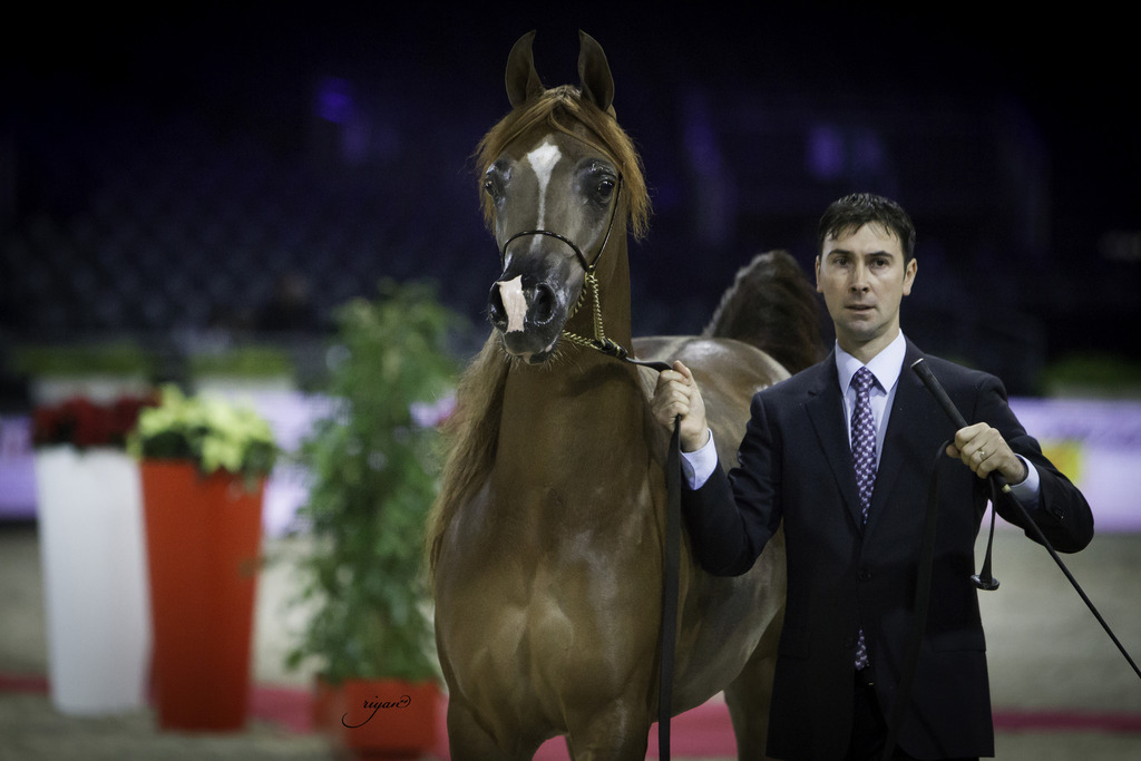 2014 Salon du Cheval de Paris World Arabian Horse Championship