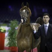 2014 Salon du Cheval de Paris World Arabian Horse Championship