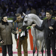 2014 Salon du Cheval de Paris World Arabian Horse Championship