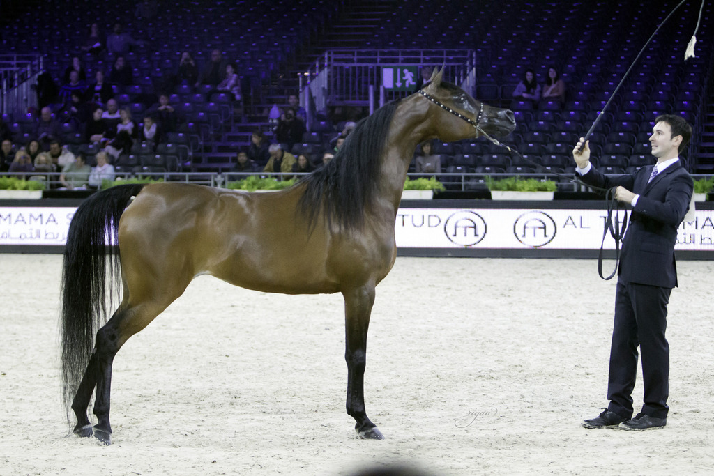 2014 Salon du Cheval de Paris World Arabian Horse Championship