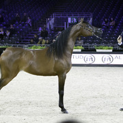 2014 Salon du Cheval de Paris World Arabian Horse Championship