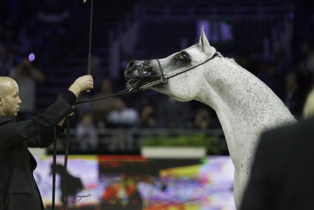 2014 Salon du Cheval de Paris World Arabian Horse Championship