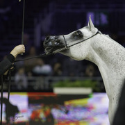 2014 Salon du Cheval de Paris World Arabian Horse Championship