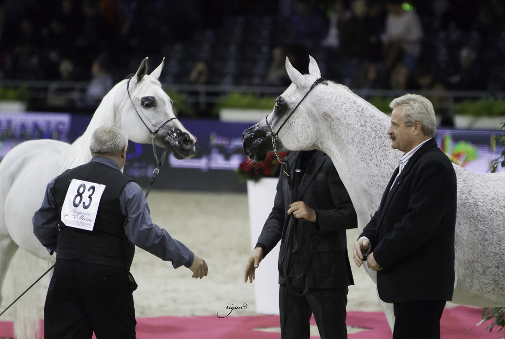 2014 Salon du Cheval de Paris World Arabian Horse Championship