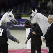 2014 Salon du Cheval de Paris World Arabian Horse Championship