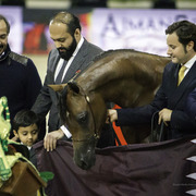 2014 Salon du Cheval de Paris World Arabian Horse Championship