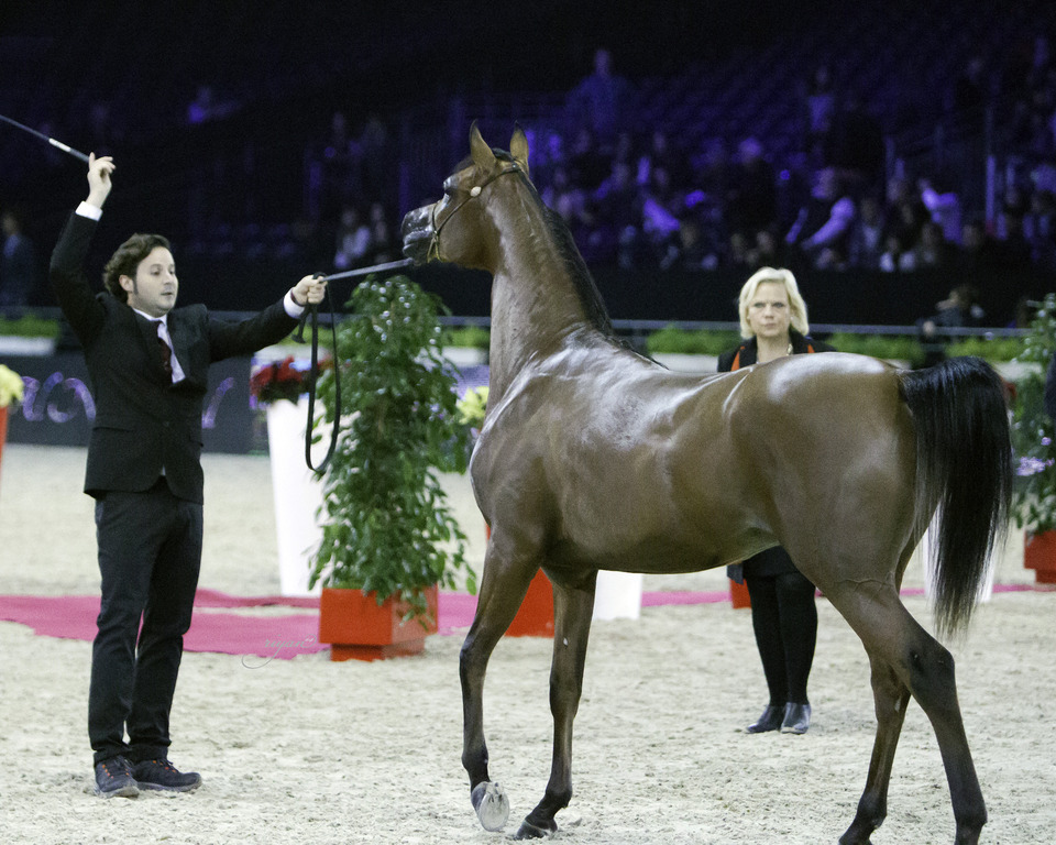 2014 Salon du Cheval de Paris World Arabian Horse Championship