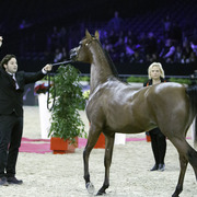 2014 Salon du Cheval de Paris World Arabian Horse Championship