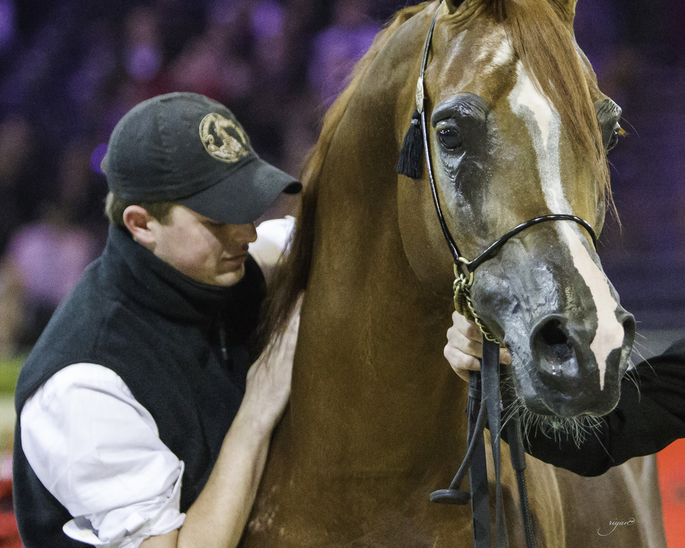 2014 Salon du Cheval de Paris World Arabian Horse Championship