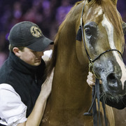 2014 Salon du Cheval de Paris World Arabian Horse Championship