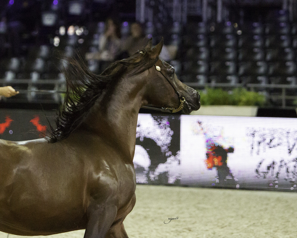 2014 Salon du Cheval de Paris World Arabian Horse Championship