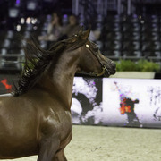2014 Salon du Cheval de Paris World Arabian Horse Championship