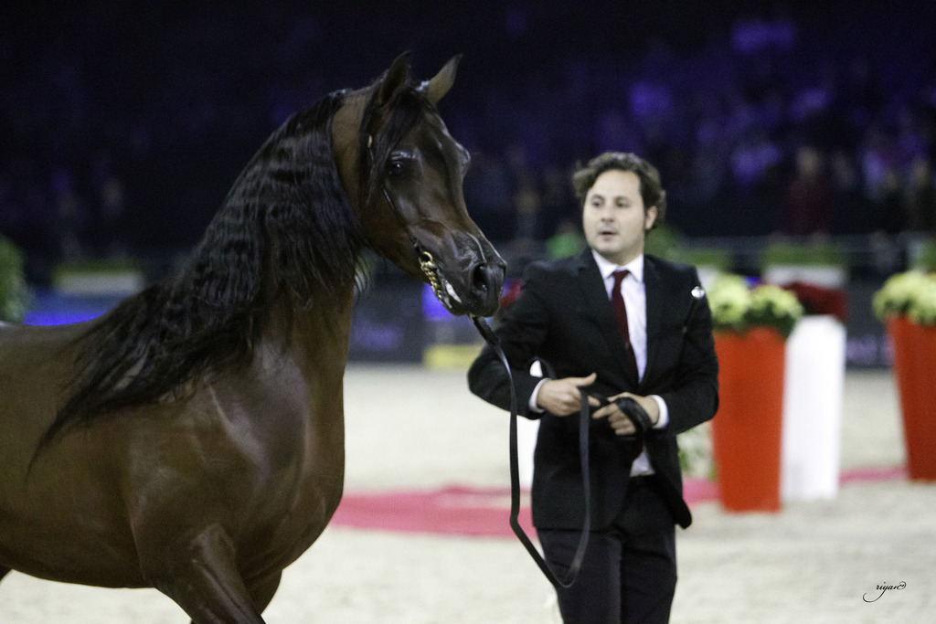 2014 Salon du Cheval de Paris World Arabian Horse Championship