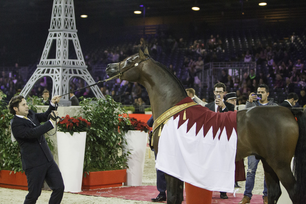 2014 Salon du Cheval de Paris World Arabian Horse Championship