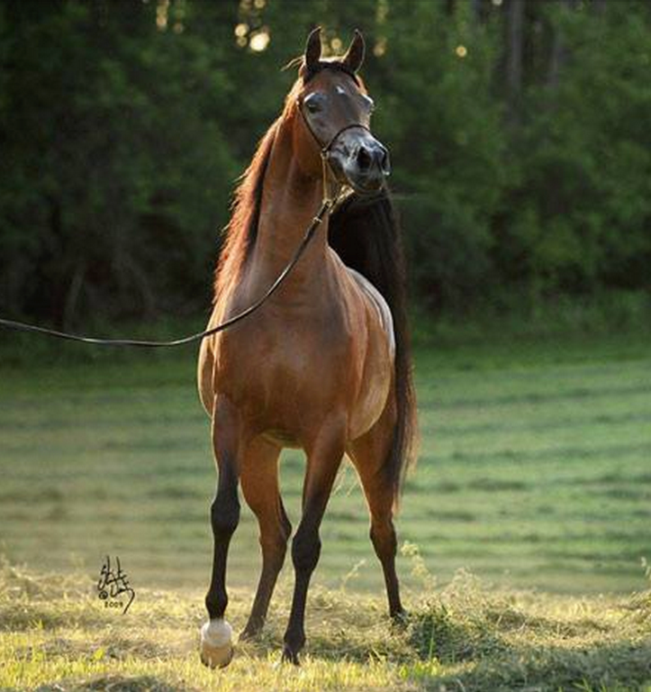 An emotional and beautiful journey of a World Champion