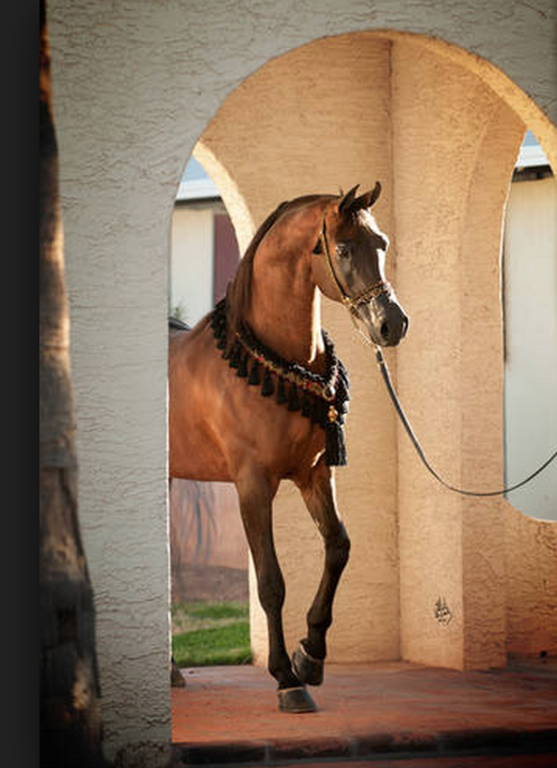 An emotional and beautiful journey of a World Champion