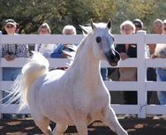 Arabhorse Farm Tour - Royal Arabians 